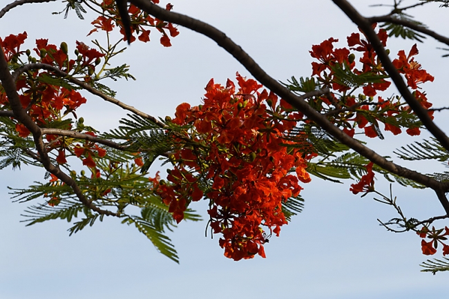 Suan Luang-JUN14-006